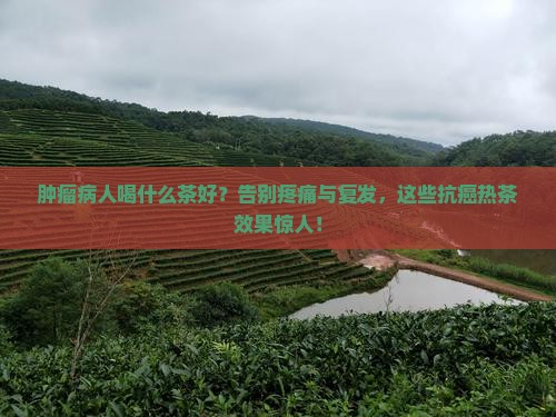 肿瘤病人喝什么茶好