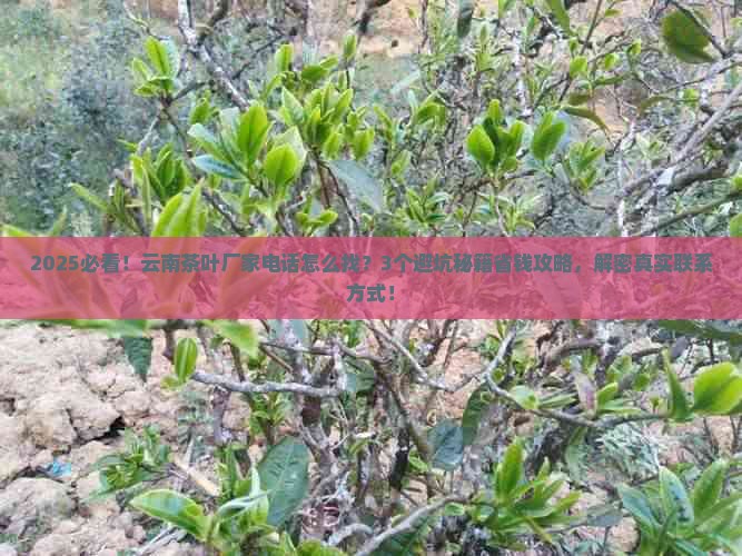 云南茶叶厂家电话